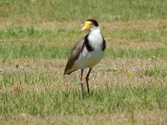 Vanellus miles novaehollandiae