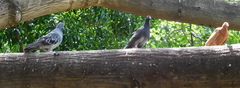 Columba livia domestica