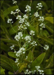 Polygonella polygama