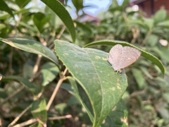 Spalgis epius dilama