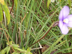 Patersonia occidentalis occidentalis