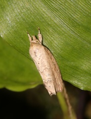 Camptozada mirabilis