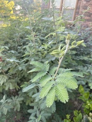 Calliandra californica