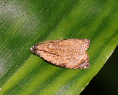 Sycacantha inopinata