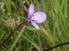 Patersonia occidentalis occidentalis