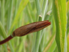 Patersonia occidentalis occidentalis