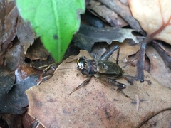 Loxoblemmus arietulus