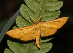 Endocrossis caldusalis