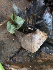 Loxoblemmus arietulus