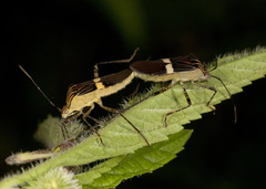 Hypselonotus lineatus