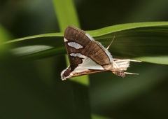 Glyphodes bicolor