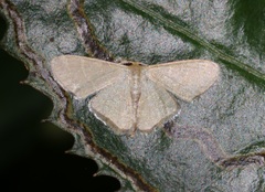 Lophophleps triangularis