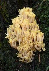 Ramaria cystidiophora