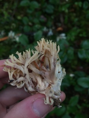 Ramaria cystidiophora