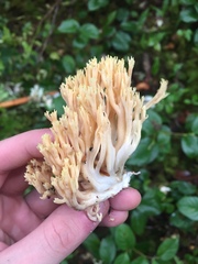 Ramaria cystidiophora