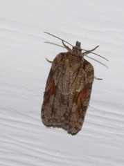 Acleris ptychogrammos