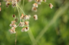 Juncus microcephalus