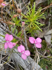 Stylidium scandens
