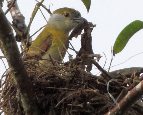 Green-backed Becard (Pachyramphus viridis)