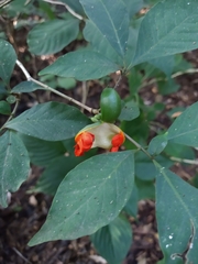 Tabernaemontana hannae