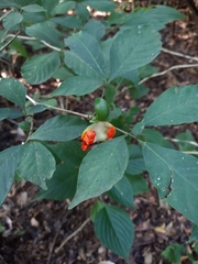 Tabernaemontana hannae