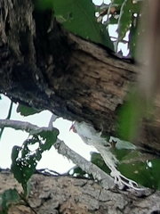 Cerogenes auricoma