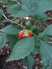 Tabernaemontana hannae