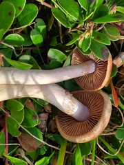 Cortinarius anomalus