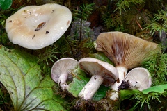 Lactarius pallescens