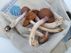 Cortinarius anomalus