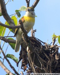Pachyramphus viridis