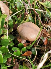 Cortinarius anomalus