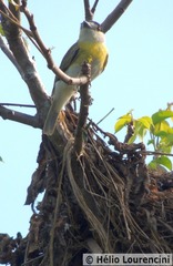 Pachyramphus viridis