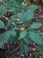 Tabernaemontana hannae