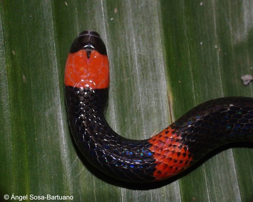 Panamenian Coralsnake