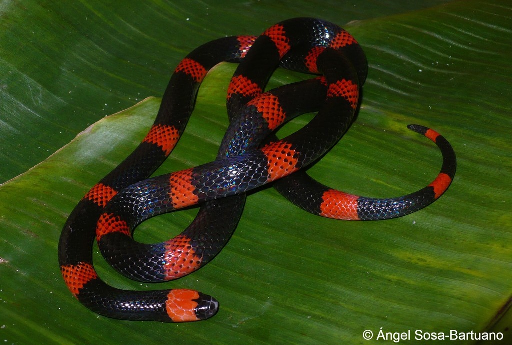 Panamenian Coral Snake