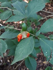 Tabernaemontana hannae