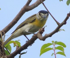 Pachyramphus viridis