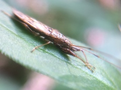 Pachygrontha antennata