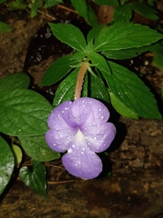 Achimenes longiflora