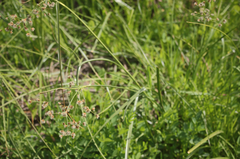 Juncus microcephalus