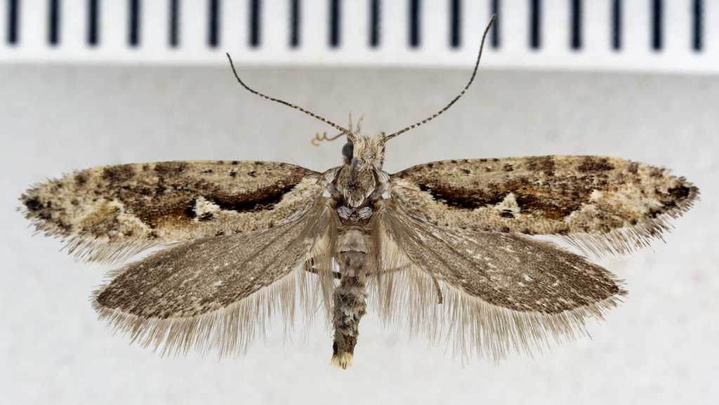 Rhigognostis kuusamoensis