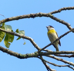 Pachyramphus viridis