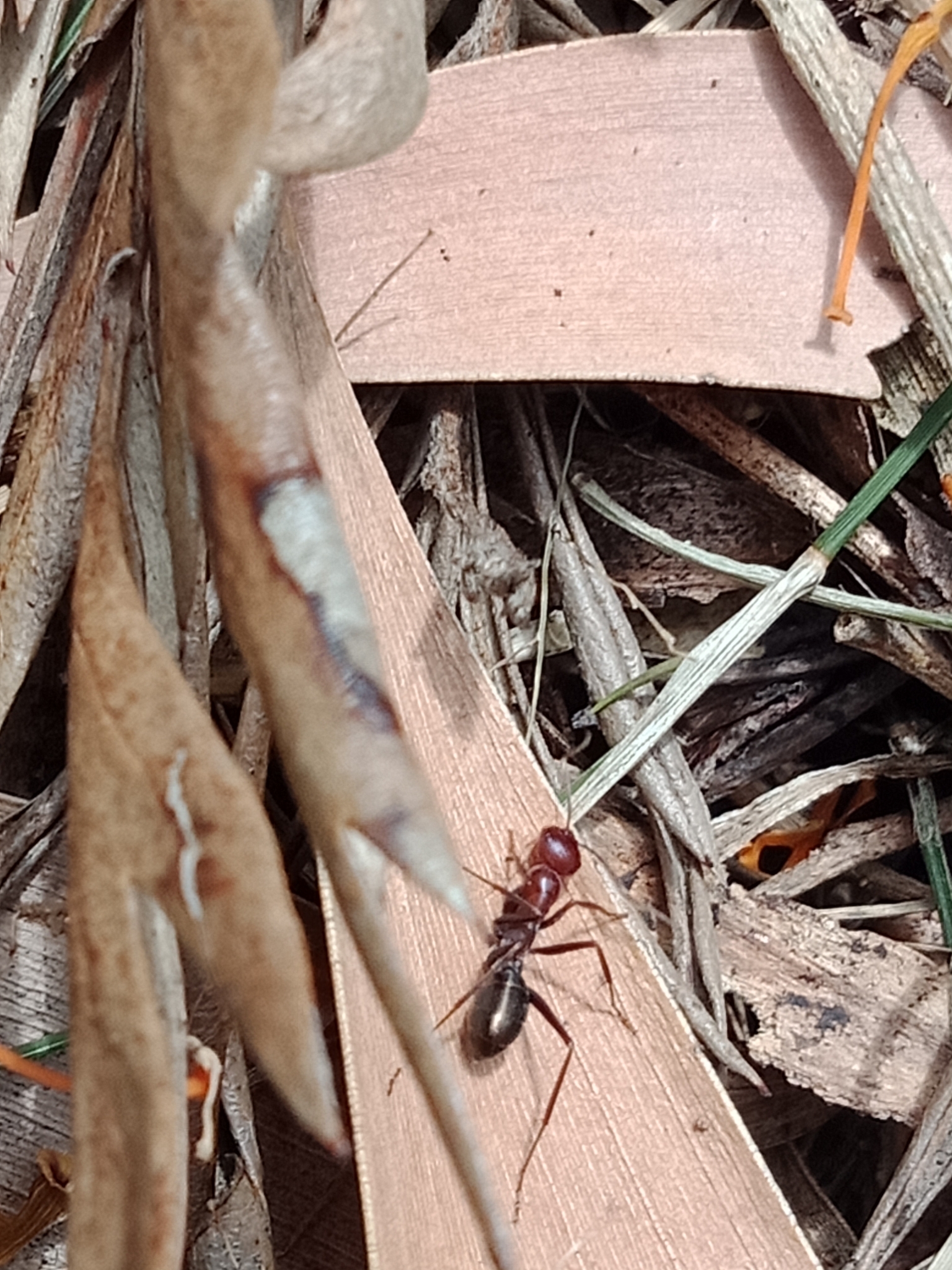 Melophorus