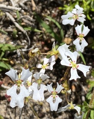 Stylidium androsaceum