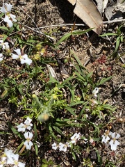 Stylidium androsaceum