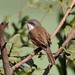 Lesser Whitethroat - Photo (c) Saurabh Agrawal, some rights reserved (CC BY-NC), uploaded by Saurabh Agrawal
