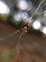 Cyclosa argenteoalba