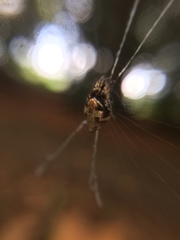 Cyclosa argenteoalba