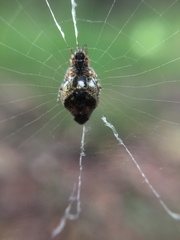 Cyclosa argenteoalba